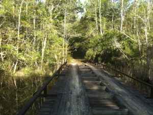 the wooden bridge in Savannah